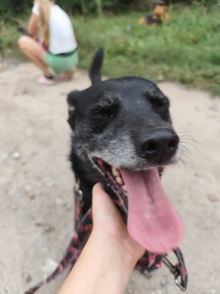 Proludzki, 4letni Juniorek do adopcji!