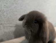 Królik Mini Lop Mini Lopek Króliczek hodowla