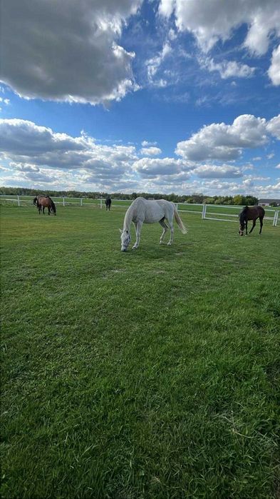 Siedlisko, gospodarstwo rolne w pięknej okolicy, dom ze stajnią