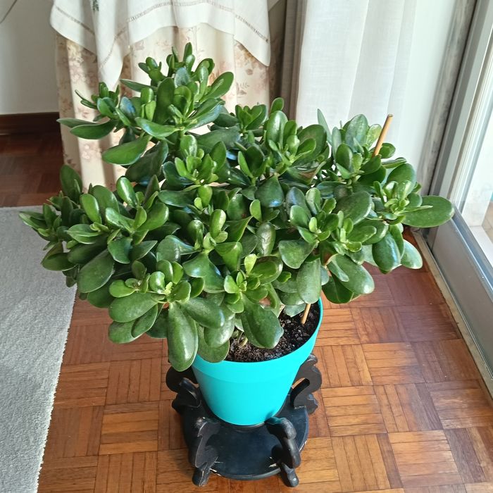 Campo Grande - Vendo Plantas Jade