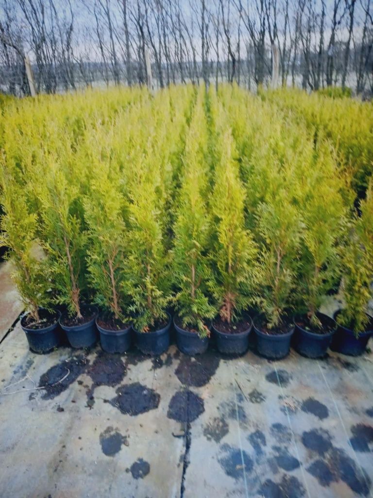 Tuja szmaragd 60_80cm promocja