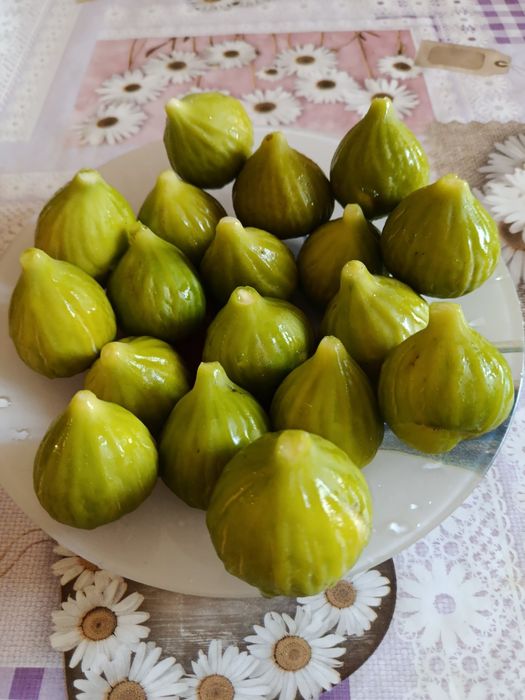 Черенки инжира. Живці інжиру.