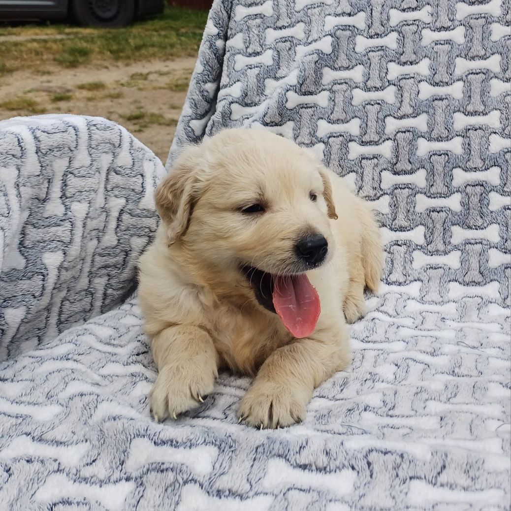 Piesek rasy Golden retriever