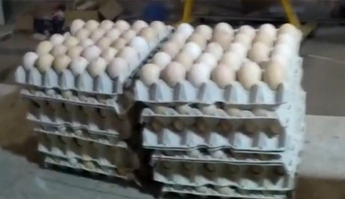 В продаже инкубационные яйца бройлеров Кобб 500 Венгрия,Чехия,Украина