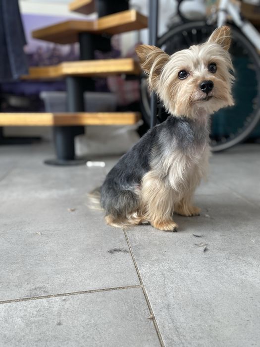 Strzyżenie Psów | DOG GROOMER | Wrocław