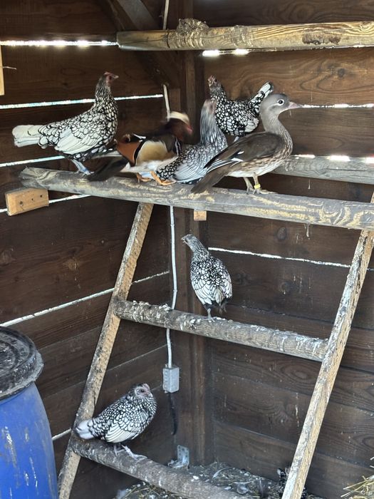 Kury sebrytki srebne