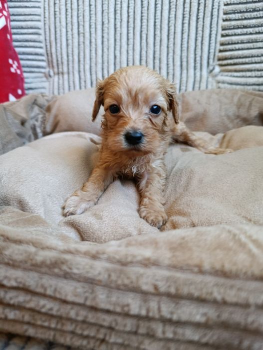 Maltipoo szczeniak f1b , mama maltipoo tata pudel