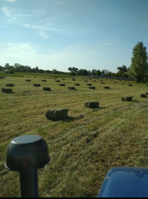 Сіно лугове, укосу  2024 року
