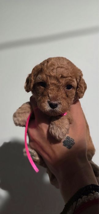 Piękna ciemna red brown kręcona cavapoo szkolenie rodowod wyprawka