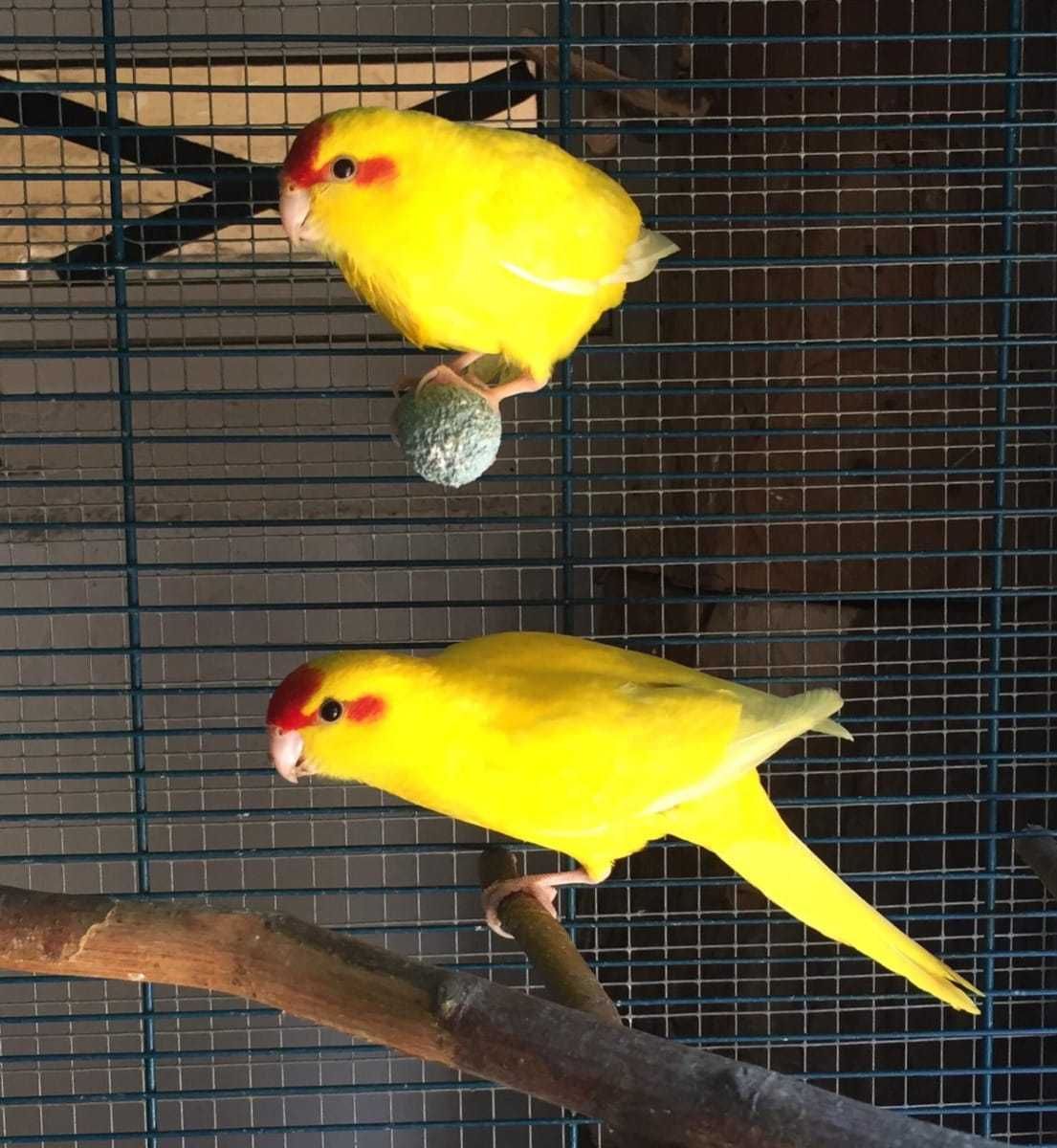 Прыгающие попугаи какарики ручные желтые,зеленые,синие
