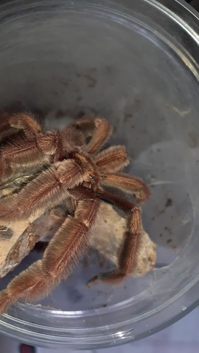 Psalmopoeus ecclesiasticus Samiec Dorosły