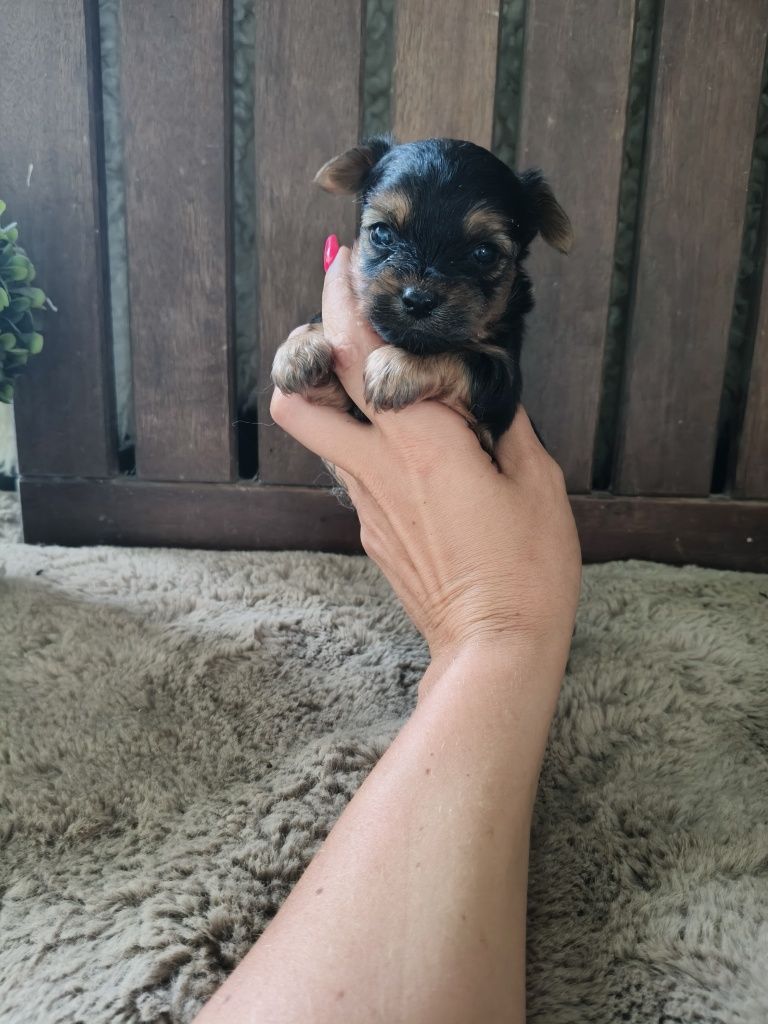 Yorkshire Terrier machinho