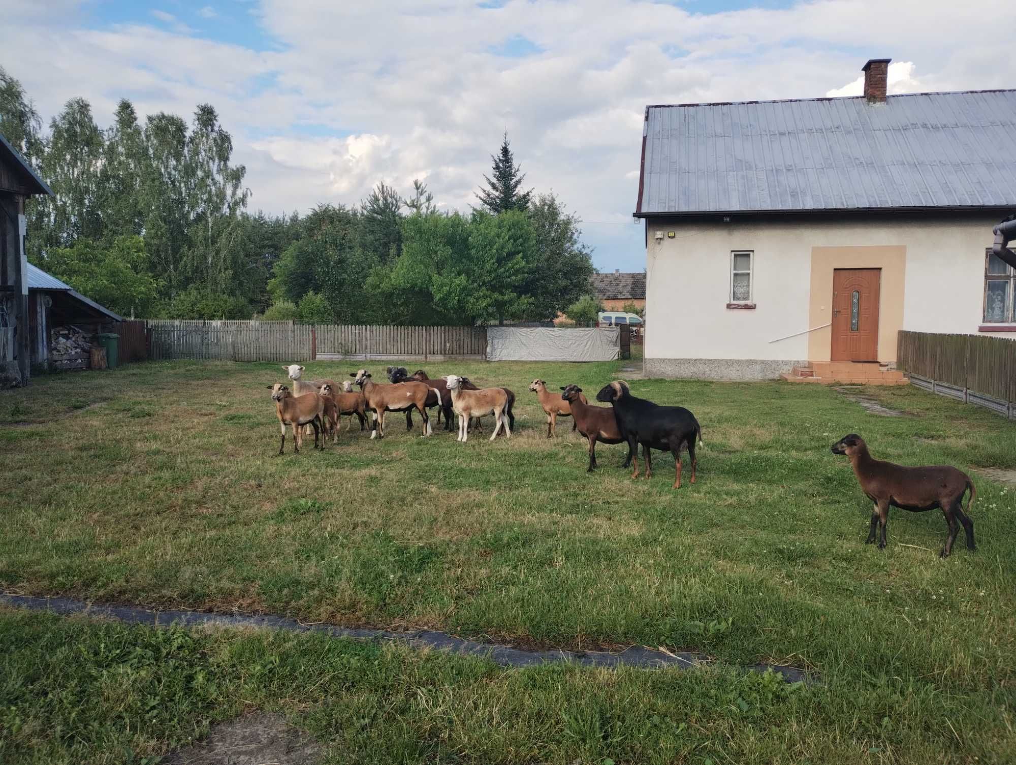 Sprzedam owce kameruńskie