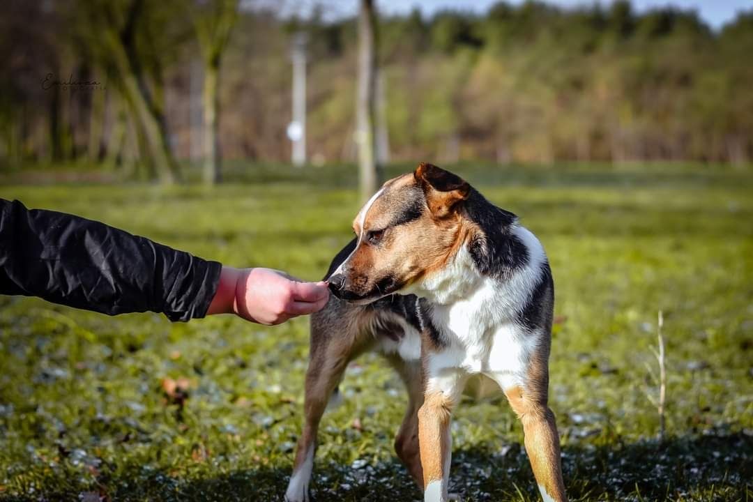 Nieśmiały, 2 letni psiak nie radzi sobie w schronisku..