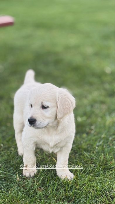 Golden Retriever szczeniak suczka