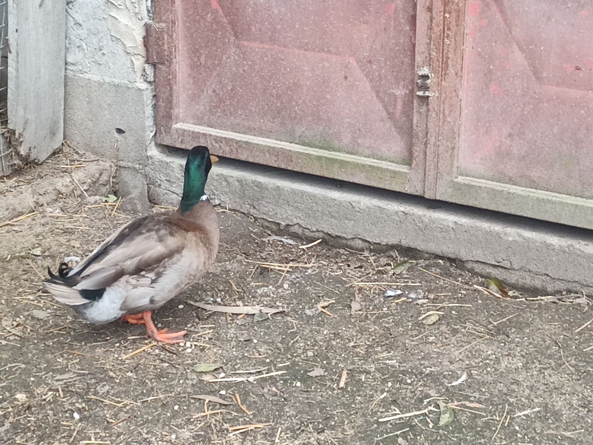 Patos reais - casal