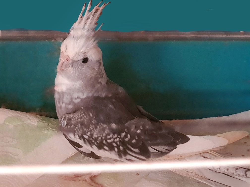 Papuga nimfa - młoda