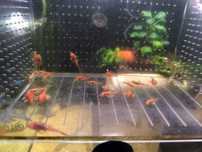Aquário,Ancistrus super red