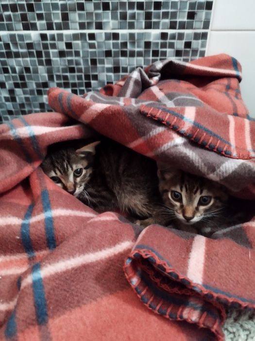 Gatinhos bebés para adoção responsável