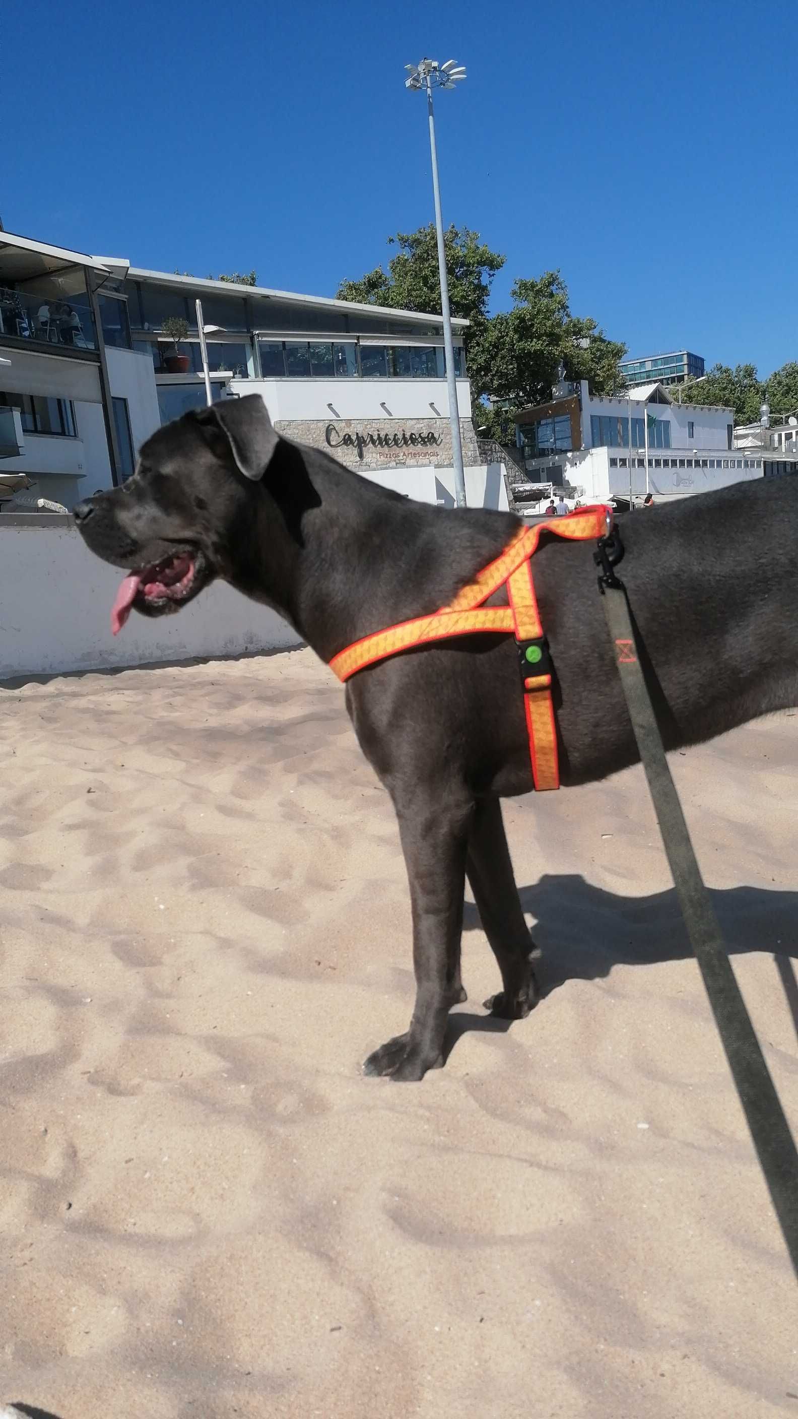 Peitoral para cão refletor tamanho L