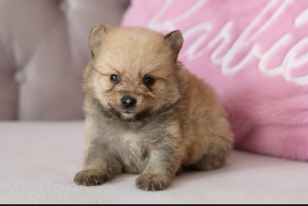 Szpic miniaturowy pomeranian samiec