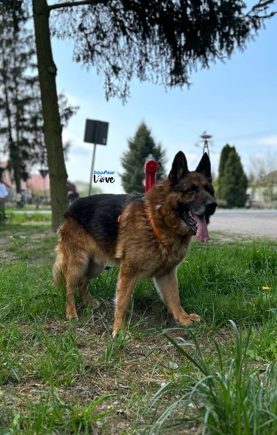 Owczarek niemiecki samiec do adopcji!