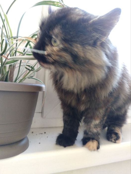 Шикарна кішечка 4-5 міс малишка