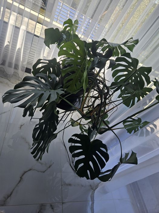 Duża monstera w doniczce