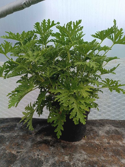 Pelargonia pachnąca doniczka 3l