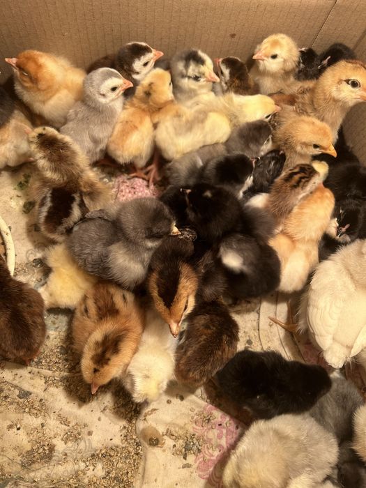 Курчата добові китайська шовкова,амераукана