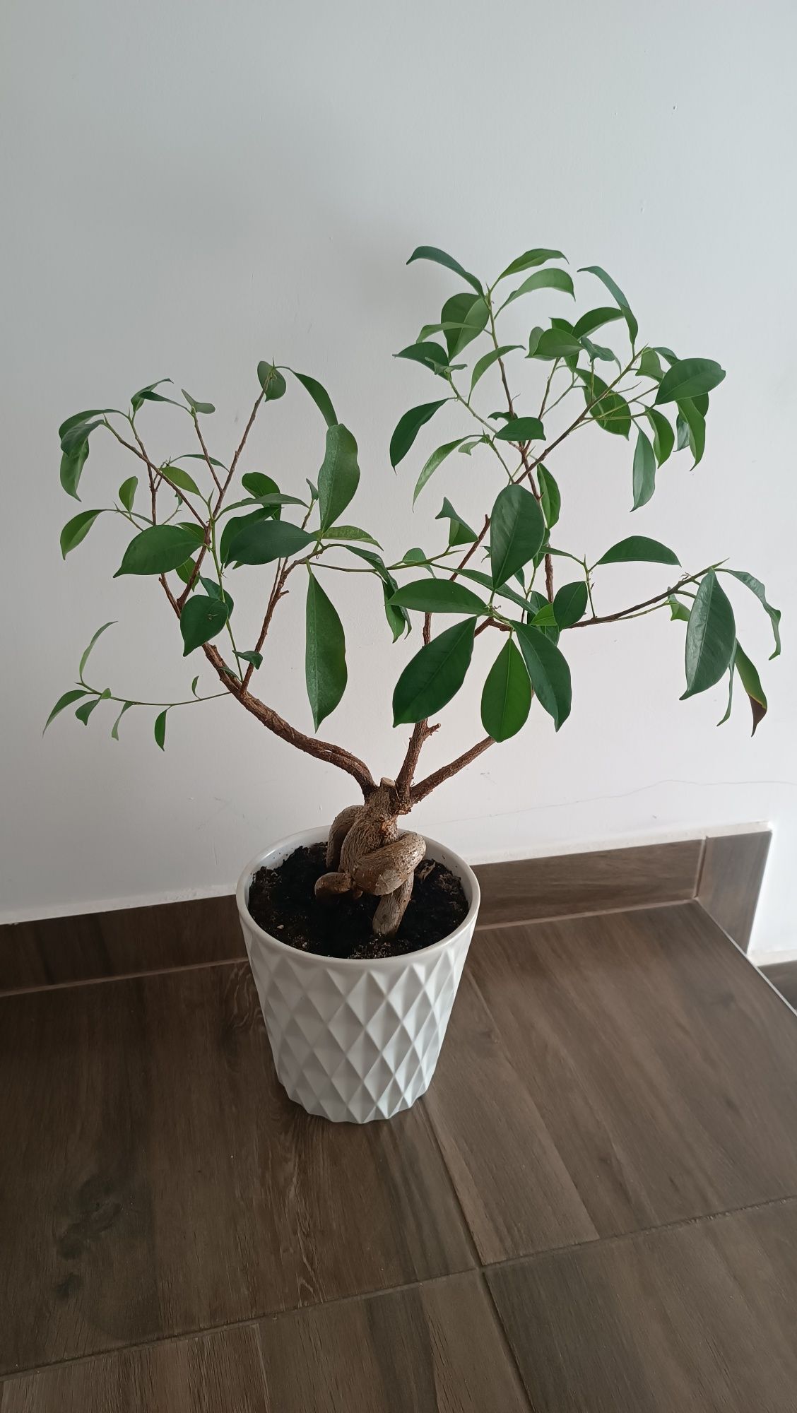 Fikus bonsai 44 cm od donicy