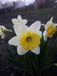 Нарциси Нарциси цибульки квіти