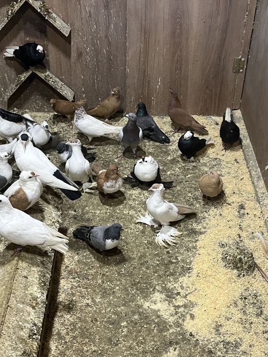 Gołebie ozdobne czajki newki zakonniki