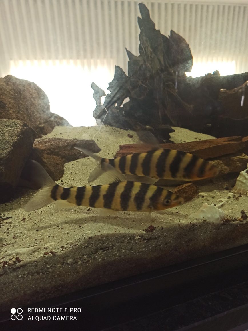 Leporinus fasciatus