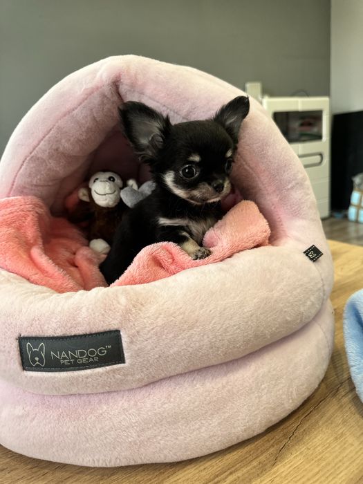 Chihuahua Długowłosa dziewczynka *ZKwP FCI*