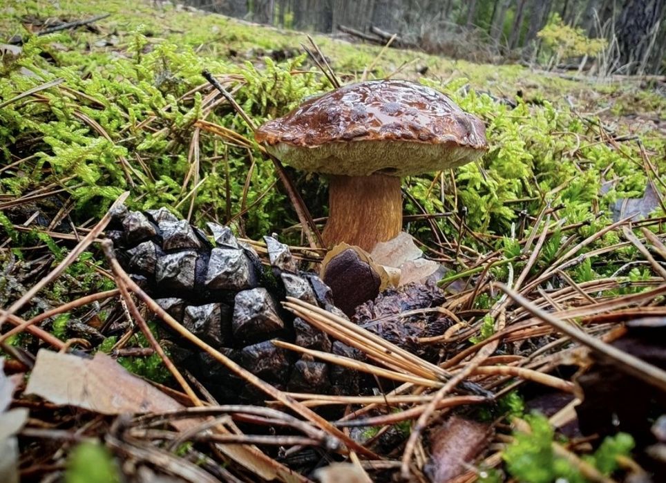 Suszone podgrzybki 250g