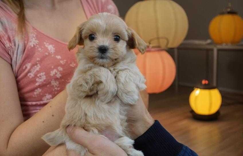 Мини карамелька мальтипу. Девочка baby face.