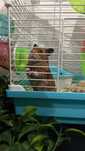 Hamster criados em casa