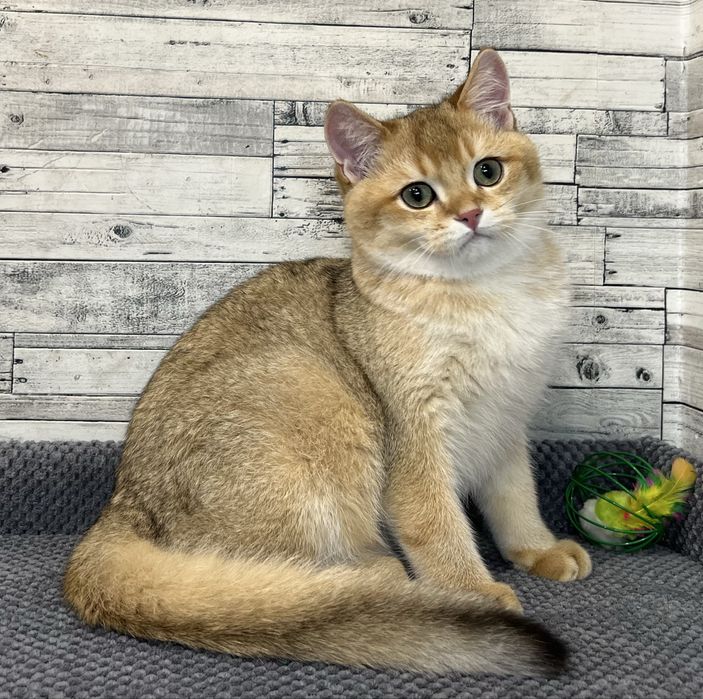 Шотландський котик