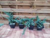 Jałowiec Płożący Blue Chip duży niebieski 40cm 5 letni