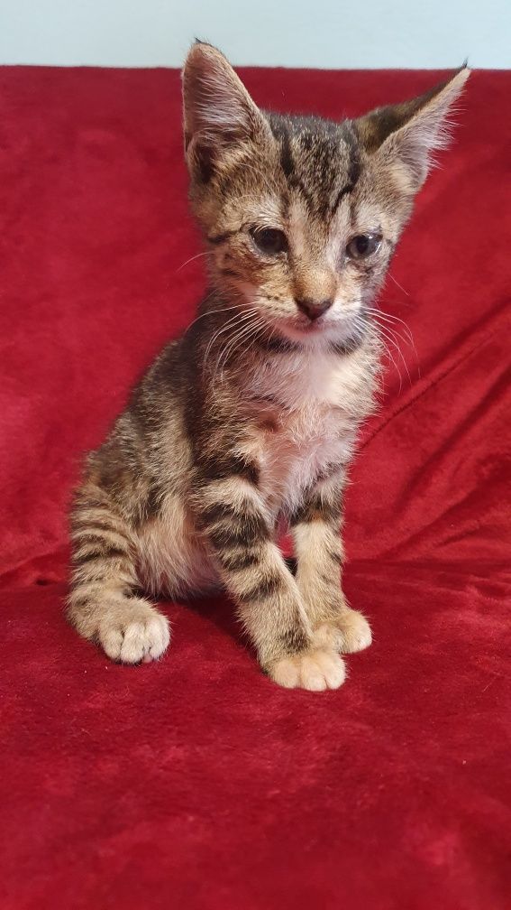 Gatinho para adopção responsável