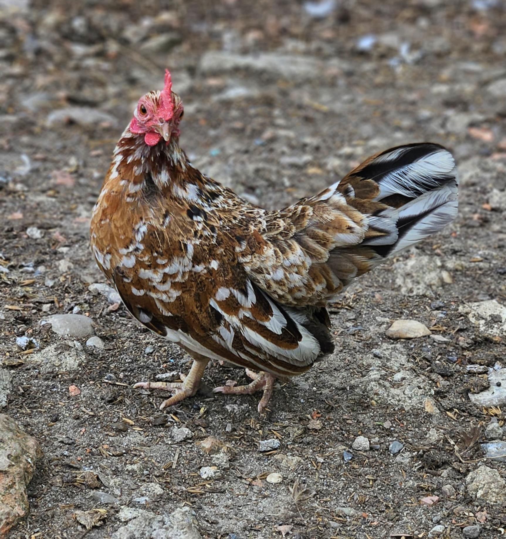 Kury liliputki sprzedam