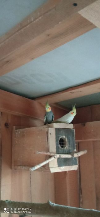 Do sprzedania papugi nimfy