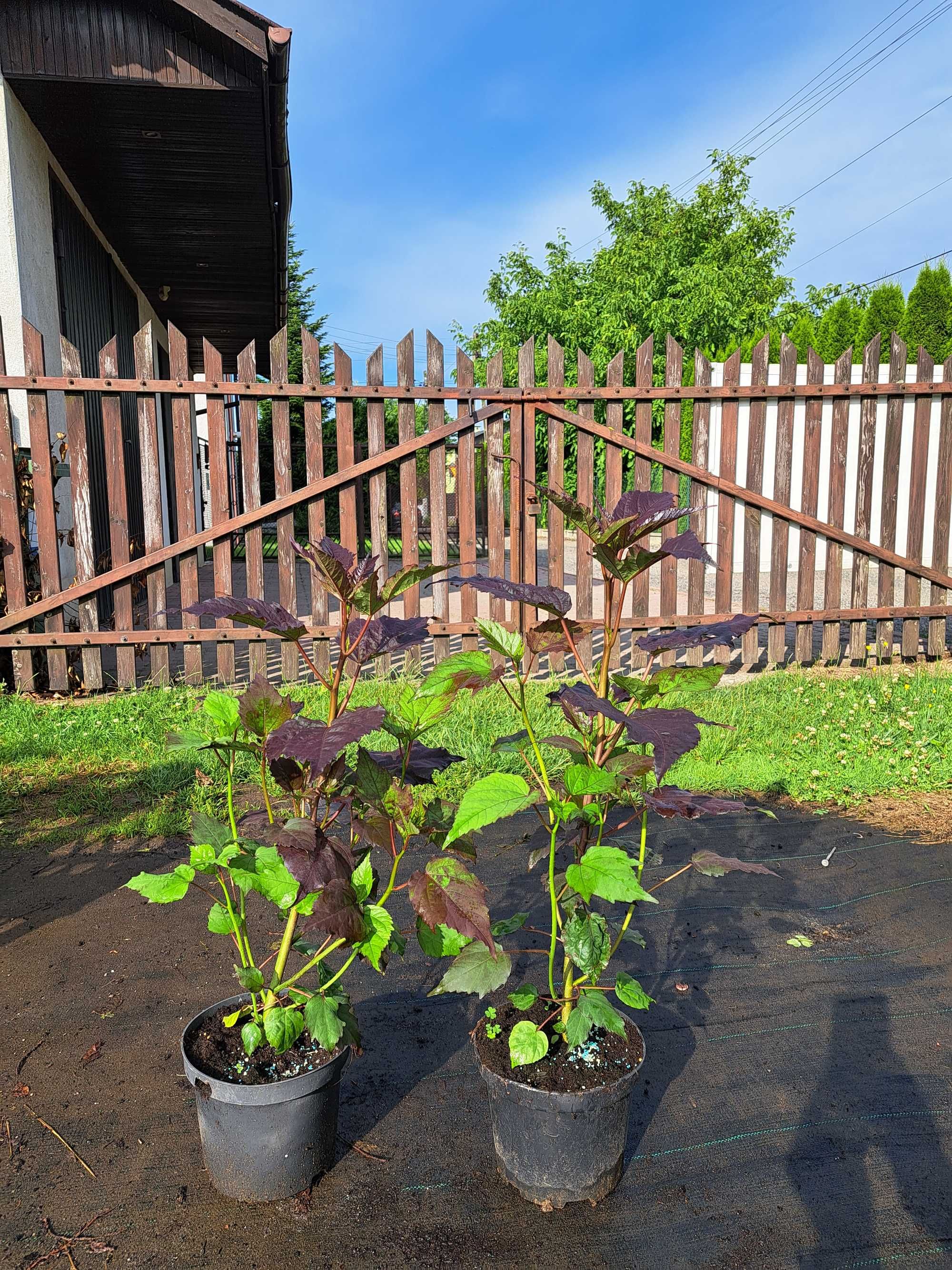 Hibiskusy bylinowe /błotne, bagienne/