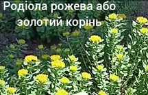 Родіола рожева або золотий корінь