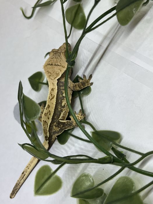 Gekon orzęsiony Tricolor