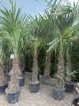 Palma mrozoodporna Trachycarpus fortunei – Szorstkowiec Fortunego