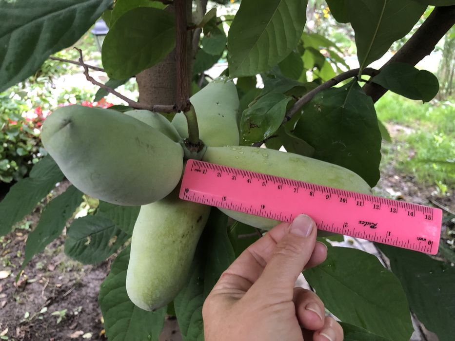 Азимина Sweet virgine і Тейлор-саджанці ЗКС - два чудові сорти