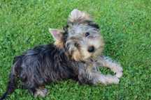 Yorkshire Terrier Merle piesek