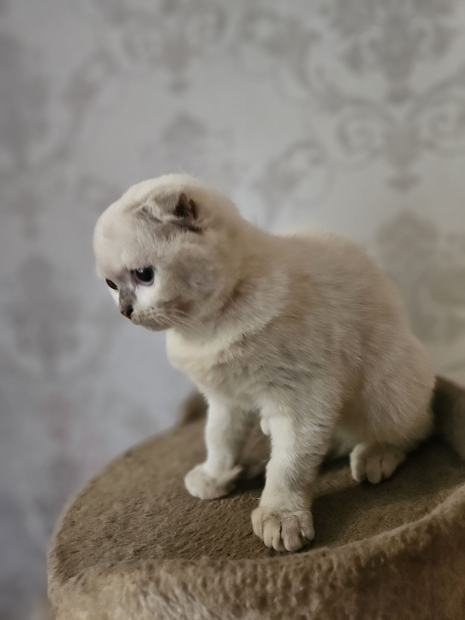 Кошеня висловухе , скотишь фолд